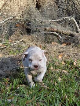 American Bully Dogs Available for Adoption in Gainesville, Florida - Slug | PetCurious