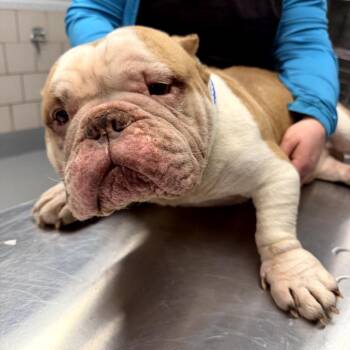 English Bulldog Dogs Available for Adoption in Northbrook, Illinois - Birthday | PetCurious