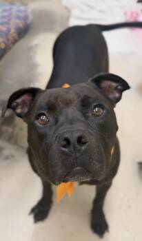 Brie -  American Bully Dog for Adoption in Pawleys Island, South Carolina - Brie | PetCurious