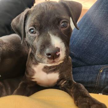 Rescue Mixed Breed Dogs for Adoption in Madison, Wisconsin - Dash | PetCurious