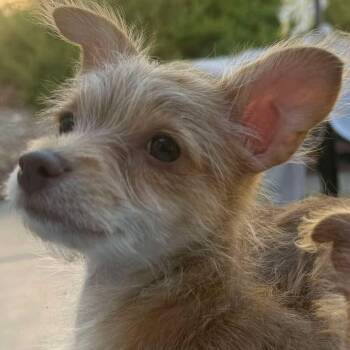 Scone -  Chihuahua and Terrier Dog for Adoption in Las Vegas, Nevada - Scone | PetCurious