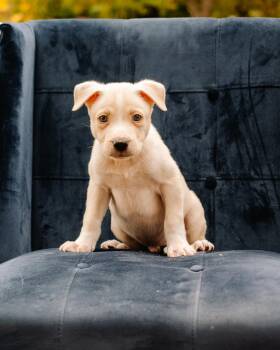 Ghost -  Pit Bull Terrier and Husky Dog for Adoption in Simsbury, Connecticut - Ghost | PetCurious