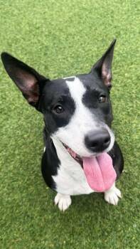 Pointer and Terrier Dogs Available for Adoption - Nova | PetCurious