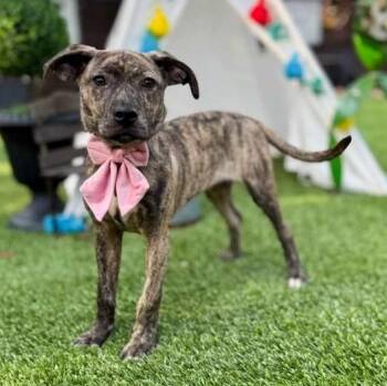 Whippet and Pit Bull Terrier Dogs Available for Adoption in Fairfield, Connecticut - Hannah | PetCurious