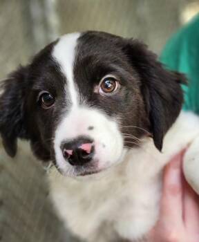 Loophole -  Mixed Breed Dog for Adoption - Loophole | PetCurious