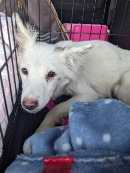 Snowy -  Shetland Sheepdog Sheltie Dog for Adoption in Lakewood Ranch, Florida - Snowy | PetCurious