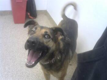 German Shepherd Dog and Mixed Breed Dogs Available for Adoption in Albuquerque, New Mexico - KIDA | PetCurious