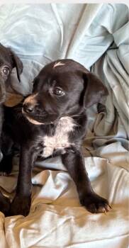 Otis -  Pointer and Border Collie Dog for Adoption in Bothell, Washington - Otis | PetCurious