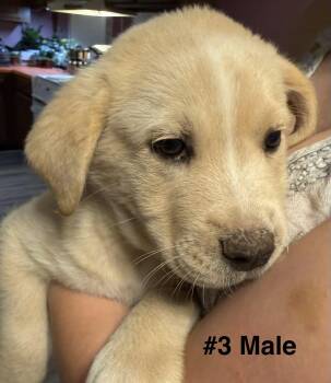 Mav -  Labrador Retriever Dog for Adoption in West Palm Beach, Florida - Mav | PetCurious