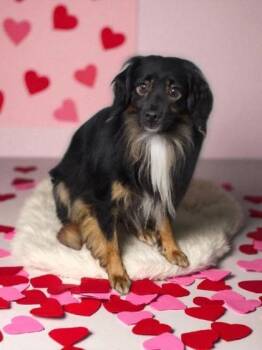 Rescue Australian Shepherd Dogs for Adoption in Malvern, Pennsylvania - Ollie | PetCurious