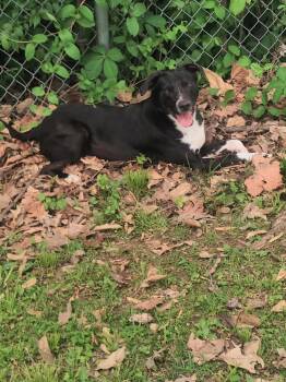 Rescue Basenji Dogs for Adoption in Princeton, Indiana - Splinda | PetCurious