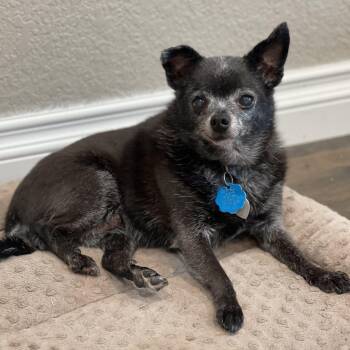 Lacey -  Chihuahua Dog for Adoption in Mead, Colorado - Lacey | PetCurious