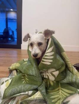 LULU -  Schnauzer Dog for Adoption in Miami, Florida - LULU | PetCurious