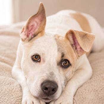 Parker -  Black Mouth Cur Dog for Adoption in Brentwood, Tennessee - Parker | PetCurious