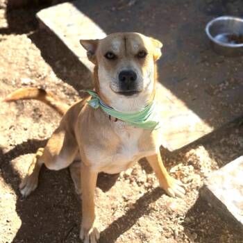 Aspen -  Black Mouth Cur and Mixed Breed Dog for Adoption in Stephenville, Texas - Aspen | PetCurious