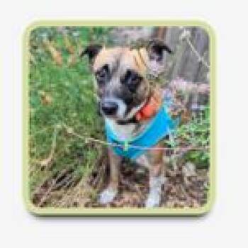 Rocko -  Terrier and Mixed Breed Dog for Adoption in Eureka, California - Rocko | PetCurious