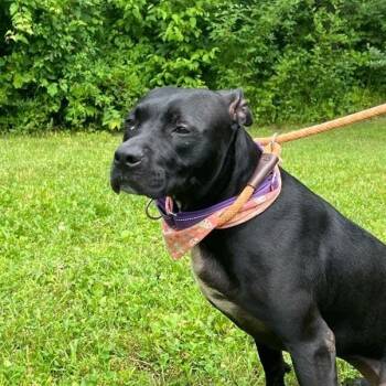 Rescue Mixed Breed Dogs for Adoption in Bangall, New York - Miss Peaches | PetCurious