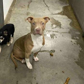 Pit Bull Terrier Dogs Available for Adoption - Hela | PetCurious
