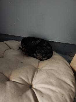 Chihuahua Dogs Available for Adoption in San Antonio, Texas - PEPPER | PetCurious