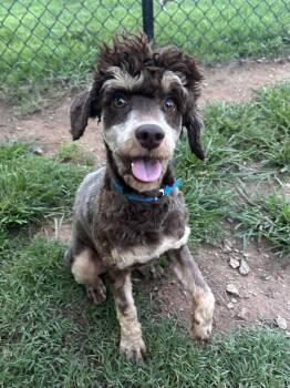 Jax Jul 26 -  Poodle Dog for Adoption in Pacolet, South Carolina - Jax Jul 26 | PetCurious