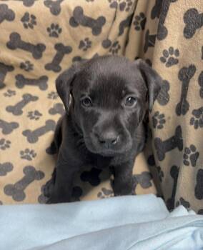 Baby Sophie -  Labrador Retriever Dog for Adoption in Huntingtown, Maryland - Baby Sophie | PetCurious