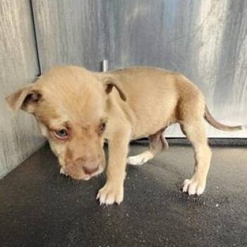 Rescue American Staffordshire Terrier Dogs for Adoption in San Antonio, Texas - Ferb | PetCurious