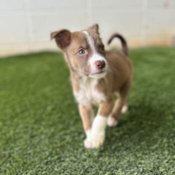 Rescue Mixed Breed Dogs for Adoption in Loxahatchee Groves, Florida - Wednesday 9495 | PetCurious