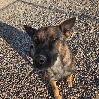 Hurricane -  German Shepherd Dog Dog for Adoption in North Battleford, Saskatchewan - Hurricane | PetCurious