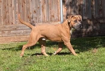 Pit Bull Terrier Dogs Available for Adoption - Salem A216287 | PetCurious