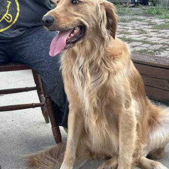 Charly -  Golden Retriever Dog for Adoption in Nashville, Tennessee - Charly | PetCurious