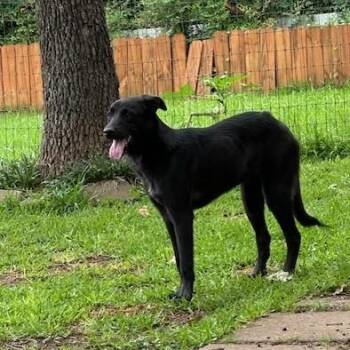 Labrador Retriever Dogs Available for Adoption in Joshua, Texas - AJ | PetCurious