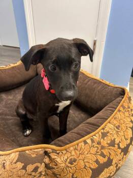 Stella -  Mixed Breed Dog for Adoption - Stella | PetCurious