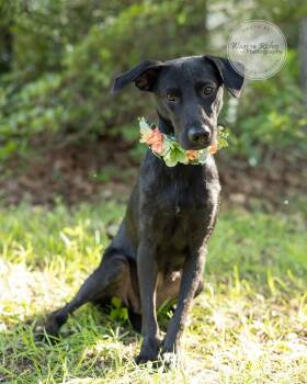 Carrie - In the New England Area -  Labrador Retriever and Black Labrador Retriever Dog for Adoption in Tuscaloosa, Alabama - Carrie - In The New England Area | PetCurious