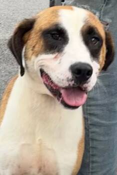 Rescue Shepherd Dogs for Adoption in Elizabethton, Tennessee - BANJO | PetCurious