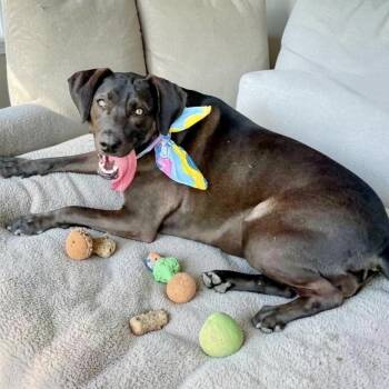 Labrador Retriever Dogs Available for Adoption in Austin, Texas - Coco | PetCurious