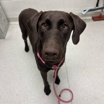 Bonnie -  Mixed Breed and Chocolate Labrador Retriever Dog for Adoption in Murray, Utah - Bonnie | PetCurious