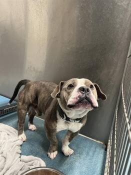 Rescue Pit Bull Terrier and Mixed Breed Dogs for Adoption in Pearland, Texas - KYLE | PetCurious
