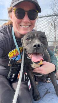 Pit Bull Terrier Dogs Available for Adoption - Truffle | PetCurious