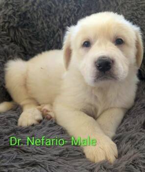 Nefario -  Great Pyrenees Dog for Adoption in Cheektowaga, New York - Nefario | PetCurious