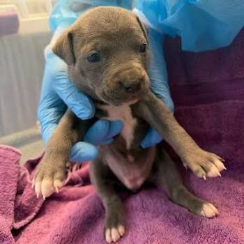 Pit Bull Terrier Dogs Available for Adoption - Welly | PetCurious