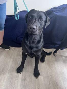 Staten-Not Accepting Applications Yet -  Black Labrador Retriever Dog for Adoption in Medina, Ohio - Staten-Not Accepting Applications Yet | PetCurious