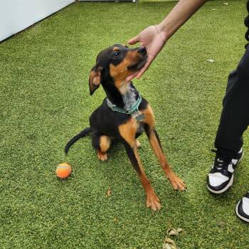 Hound and Mixed Breed Dogs Available for Adoption in Falls Church, Virginia - Stella | PetCurious