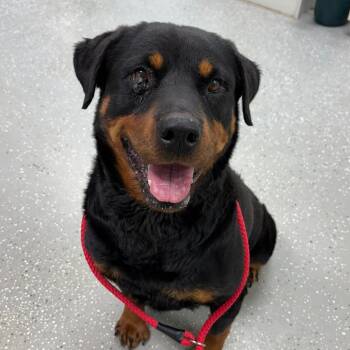 Hera -  Rottweiler Dog for Adoption in Bardstown, Kentucky - Hera | PetCurious