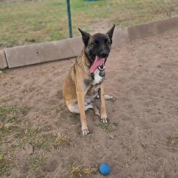 Belgian Shepherd Malinois Dogs Available for Adoption in Hinesville, Georgia - Katill | PetCurious