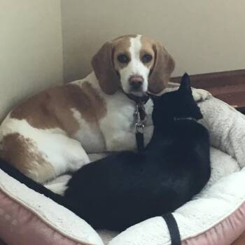 Rosie - Home to Home -  Beagle Dog for Adoption in South Elgin, Illinois - Rosie - Home To Home | PetCurious