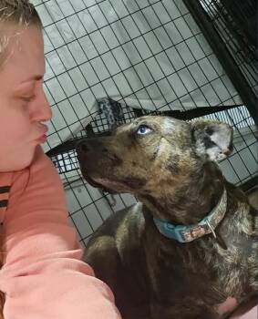 Rescue Australian Cattle Dog Blue Heeler Dogs for Adoption in Le Mars, Iowa - Rosanna | PetCurious