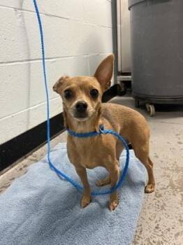 Bambi -  Chihuahua Dog for Adoption in Roseville, California - Bambi | PetCurious