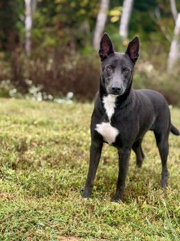 Zeus Ragnar- Transport -  Belgian Shepherd Malinois and Mixed Breed Dog for Adoption in Gradyville, Kentucky - Zeus Ragnar- Transport | PetCurious