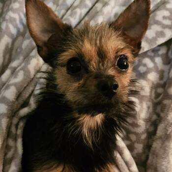 Chihuahua Dogs Available for Adoption in Brockport, New York - Bitsy | PetCurious