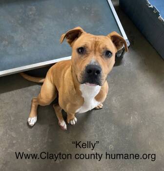 Rescue Pit Bull Terrier Dogs for Adoption in Locust Grove, Georgia - Kelly | PetCurious